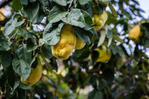 Afbeelding uit fotogalerij van Poterie de Pierroux in Roussillon