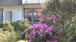 un jardin avec des fleurs roses en face d'une maison dans l'établissement _Kiek mal_Kiek_, à Zingst