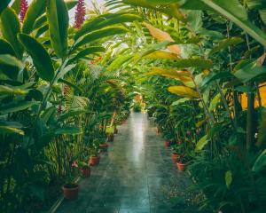 a row of potted plants in a greenhouse at Hotel Puerto Gaviota in Tonsupa