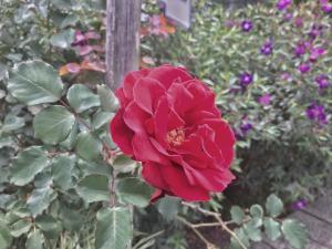 A garden outside Tian Hsiang Tea B&B