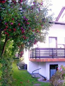 Ein Baum mit roten Äpfeln hängt von einem Gebäude in der Unterkunft Ferienwohnung Keckl in Beilngries