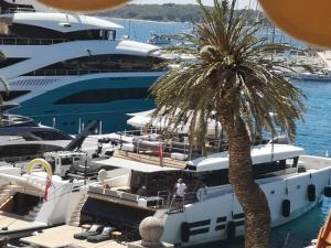 a palm tree in a marina with boats at Azamara old town Residence in Hvar