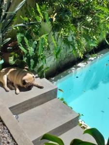 a dog laying on steps next to a swimming pool at Hospedaria Santa Bárbara in Rio de Janeiro