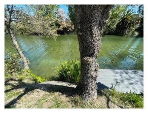 a tree sitting next to a body of water at Villa Louise-Rose in Villeneuve-Loubet
