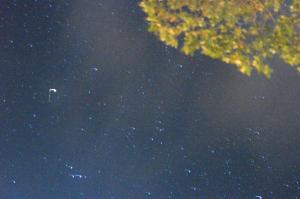 a starry night with a tree in the foreground at Posada El Silbo Apacible Cabaña, Glamping y Camping in Playa Ladrilleros +20 photos