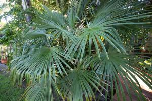 Zahrada ubytování Palm Garden Papamoa Beach Paradise
