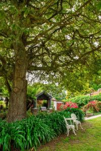 a tree and two white chairs under a tree at Alexandria Bed and Breakfast in Wynyard