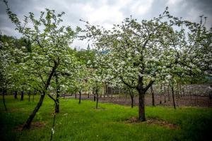 a group of trees with white flowers in a field at Apartments Masera in Kobarid