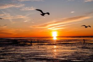 a group of birds flying over the ocean at sunset at Landhaus Braband Studios - Rugenbargsweg 17 in Cuxhaven