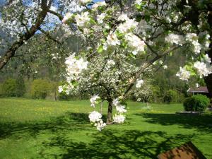 克拉姆薩赫的住宿－溫德哈格霍夫酒店，田野上一棵花白的树