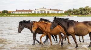 grupa koni chodzących po wodzie w obiekcie Fish Factory Hotel w mieście Samosdel'noye