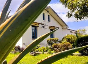 uma casa no fundo com uma planta no primeiro plano em Hostería Chíguac em Machachi