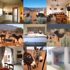 uma colagem de fotos de um burro e uma casa em Donkieshoek Accommodation & Campsite, Calvinia em Calvinia