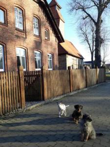 three dogs sitting on a sidewalk in front of a house at Charmante Dorfschule in Hohenhameln