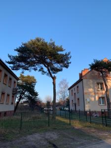 a tree in a field next to a building at Kapitański Hel in Hel