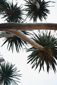 Fotografie z fotogalerie ubytování Palm Crescent Hua Hin v destinaci Ča Am
