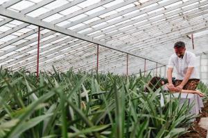 a man in a greenhouse looking at plants at Herdade do Ananás in Ponta Delgada