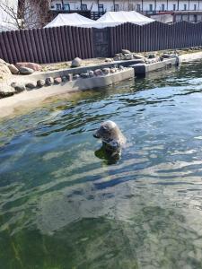 a seal swimming in a pool of water at Apartament HEL in Hel