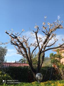 a tree with flowers on it in a yard at Il Giardino di Patrizia in Querceta