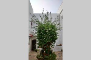 un arbusto en el patio de un edificio blanco en Albayalde Cielo y Mar en Vejer de la Frontera