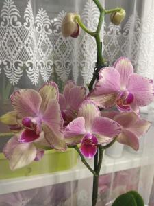 Gallery image of Дикая орхидея in Gorodeya