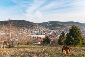 a horse grazing in a field in front of a city at Les Balcons De La Haie Griselle gîte 4/pers in Gérardmer