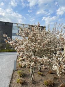a tree with white flowers in front of a building at Holiday home Poire et Table in Wingene
