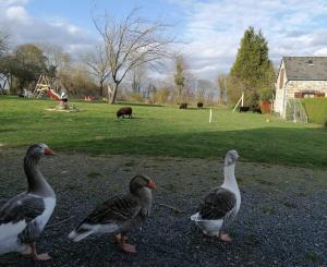 three geese standing on the ground in a field at Maison MooMoons in Vaubadon