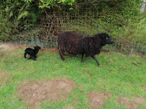 a black sheep walking next to a baby lamb at Maison MooMoons in Vaubadon