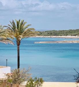 a palm tree sitting next to a body of water at Villa Piccola by Cassai in Colònia de Sant Jordi