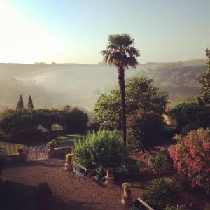 una palmera en un jardín con un valle nebuloso en Villa La Consuma : casa storica in paese, giardino, piscina, WiFi en San Giovanni dʼAsso