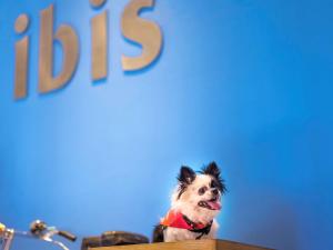 a dog is sitting on top of a table at ibis Bengaluru Hosur Road - An Accor Brand in Bangalore