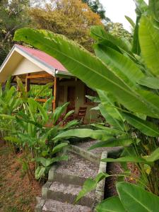 een huis met een bos groene planten ervoor bij Cabina Rancho la Merced in Uvita
