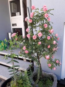 a plant with pink roses in a pot at Aparthotel Zum Dom in Kleinblittersdorf