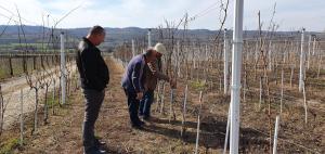 deux hommes debout dans un vignoble en regardant les vignes dans l'établissement Apartmani Bojeresku Negotin, à Negotin