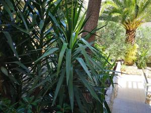 a large green plant next to a palm tree at Apartments Antoana in Hvar