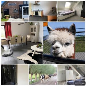 een collage van foto's van een huis met een lama bij Herberg Boerderij de Straat-Hof in Leimuiden