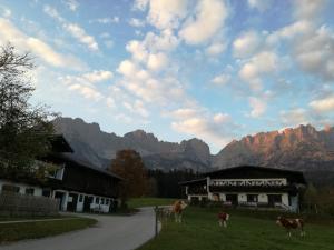 a group of cows standing in the grass next to a building at Pension Sunnbichl in Going