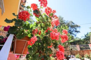 une plante avec des fleurs rouges dans un pot dans l'établissement Alexis & Loula Village House, à Arkadádes