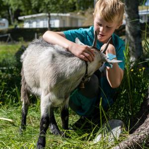 a young girl petting a sheep in a field at Groven Camping & Hyttegrend in Åmot