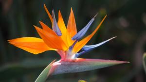 un primer plano de una flor de colores brillantes en Villa Limon - Tropical Oasis with Private Pool, en Jávea