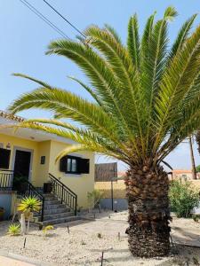 un palmier devant une maison dans l'établissement Vivienda Vacacional TINIZARA, à Arona