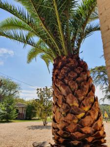 Saint-Julien-de-Peyrolas的住宿－Mas des gardies，一座大棕榈树,位于一座建筑旁边