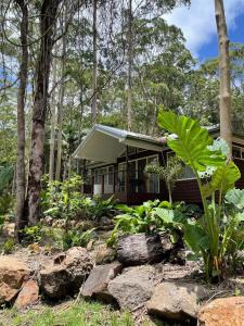 an outdoor area with a tree and some plants at Songbirds Rainforest Retreat in Mount Tamborine