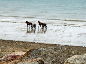 eine Gruppe von drei Pferden, die am Strand spazieren in der Unterkunft Les sables d'or in Agon Coutainville