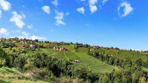 a vineyard on a hill with houses on it at steiRerBLiCke- Chalet Hochgrailblick in Teufenbach