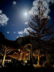 a tree with the moon in the sky at Finca Gerardo Miramar in La Playa Calera