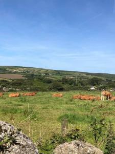 a group of cows grazing in a grassy field at the Engine Inn in Penzance