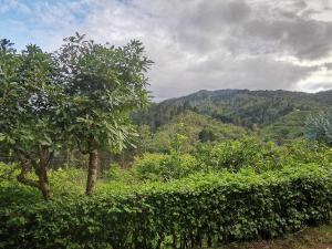 a hedge with trees and mountains in the background at Cabaña Hamacas in Cartago