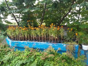 a blue planter filled with flowers in a garden at 祥華民宿 Hsianghua Guesthouse in Jinsha